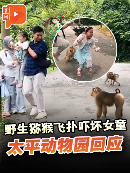百格｜野生猕猴飞扑吓坏女童 太平动物园回应