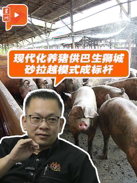 百格｜陈泓缣：现代化养猪供巴生狮城 砂拉越模式成标杆